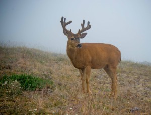 Buck in the fog