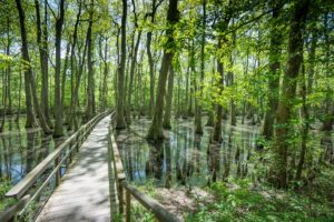 Footbridge over the Cypress swamp - safer than wadding!